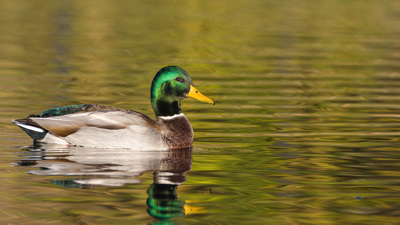 Male Mallard swimming with reflection in calm water