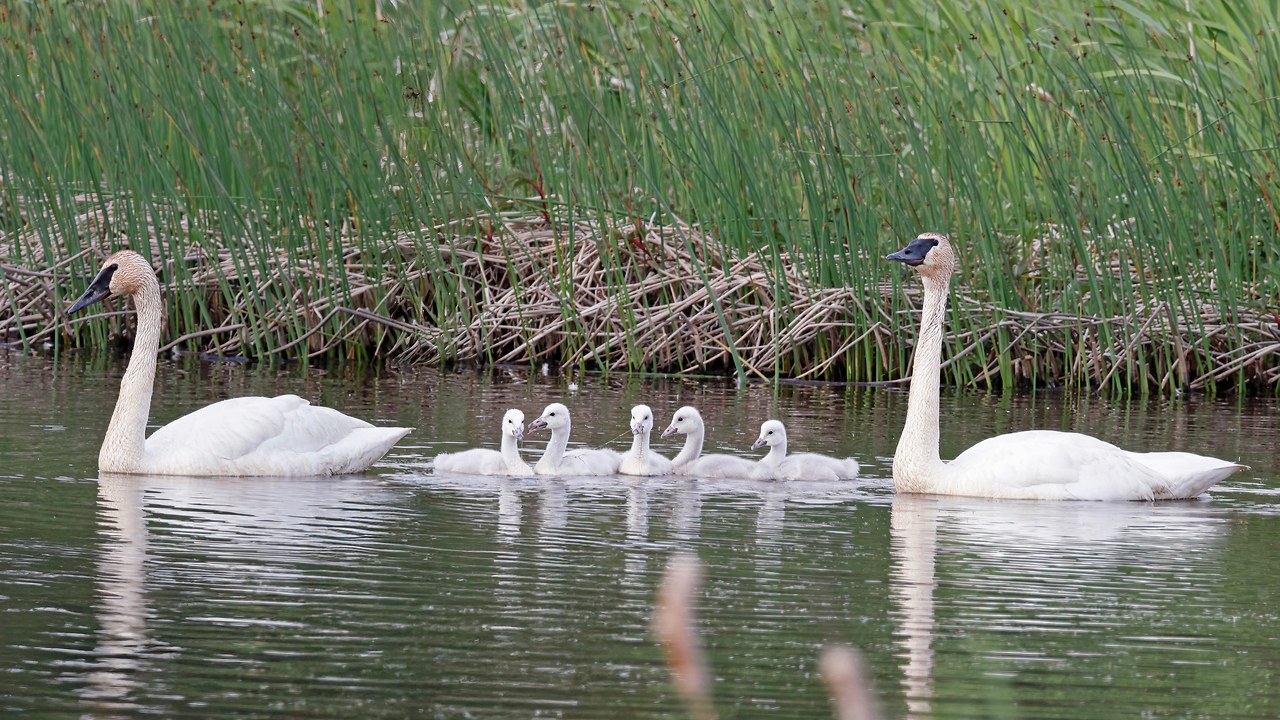 A swan family swimming together through marsh reeds, with adults guiding their cygnets across the water