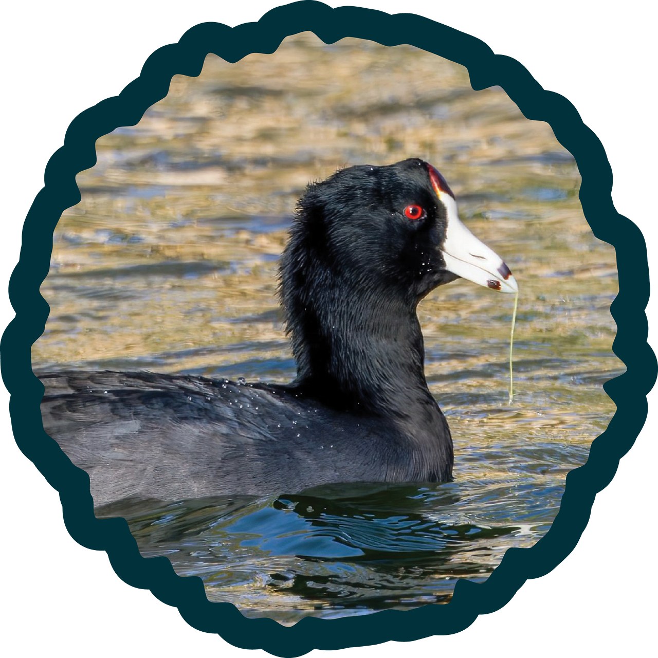 American Coot badge.