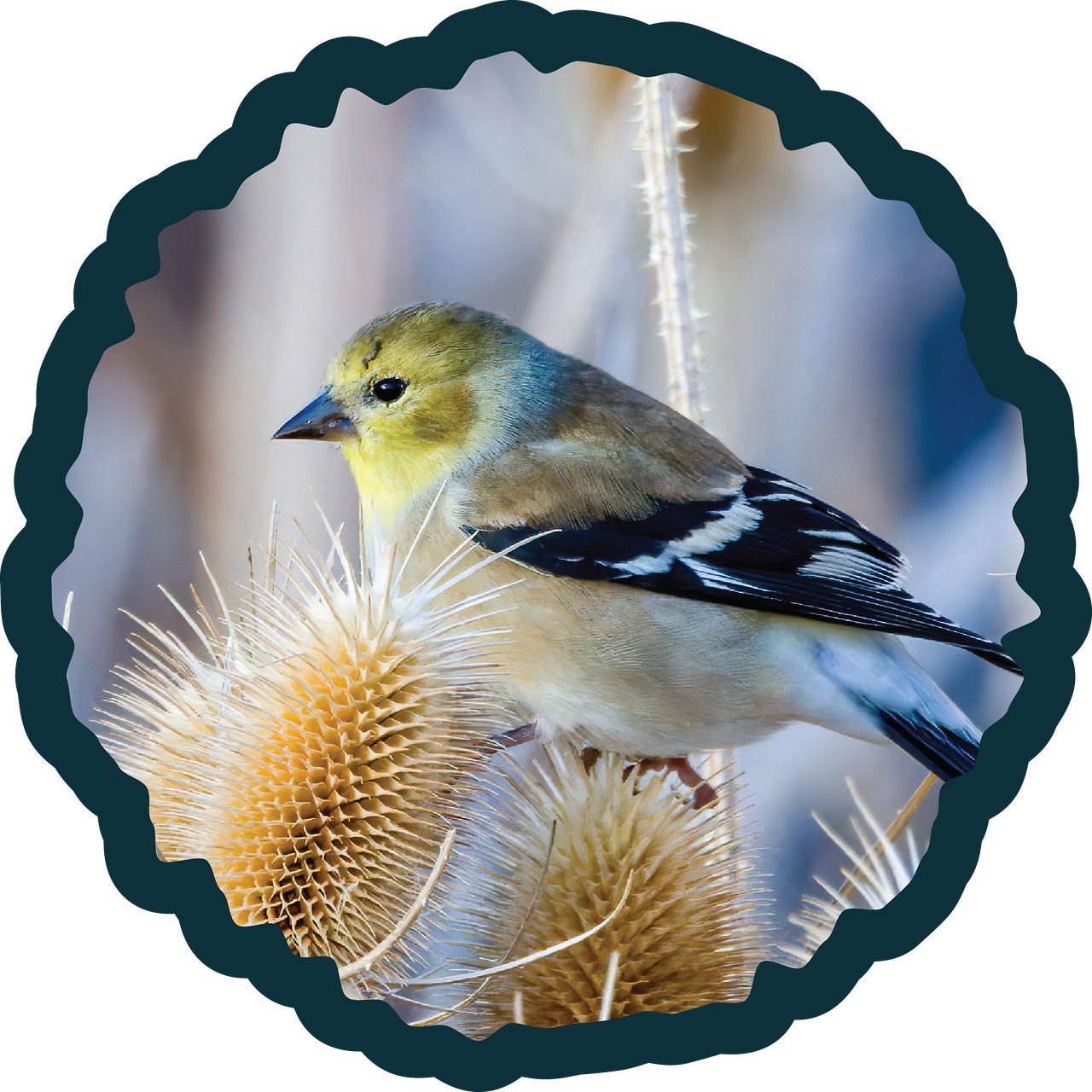 American Goldfinch badge.