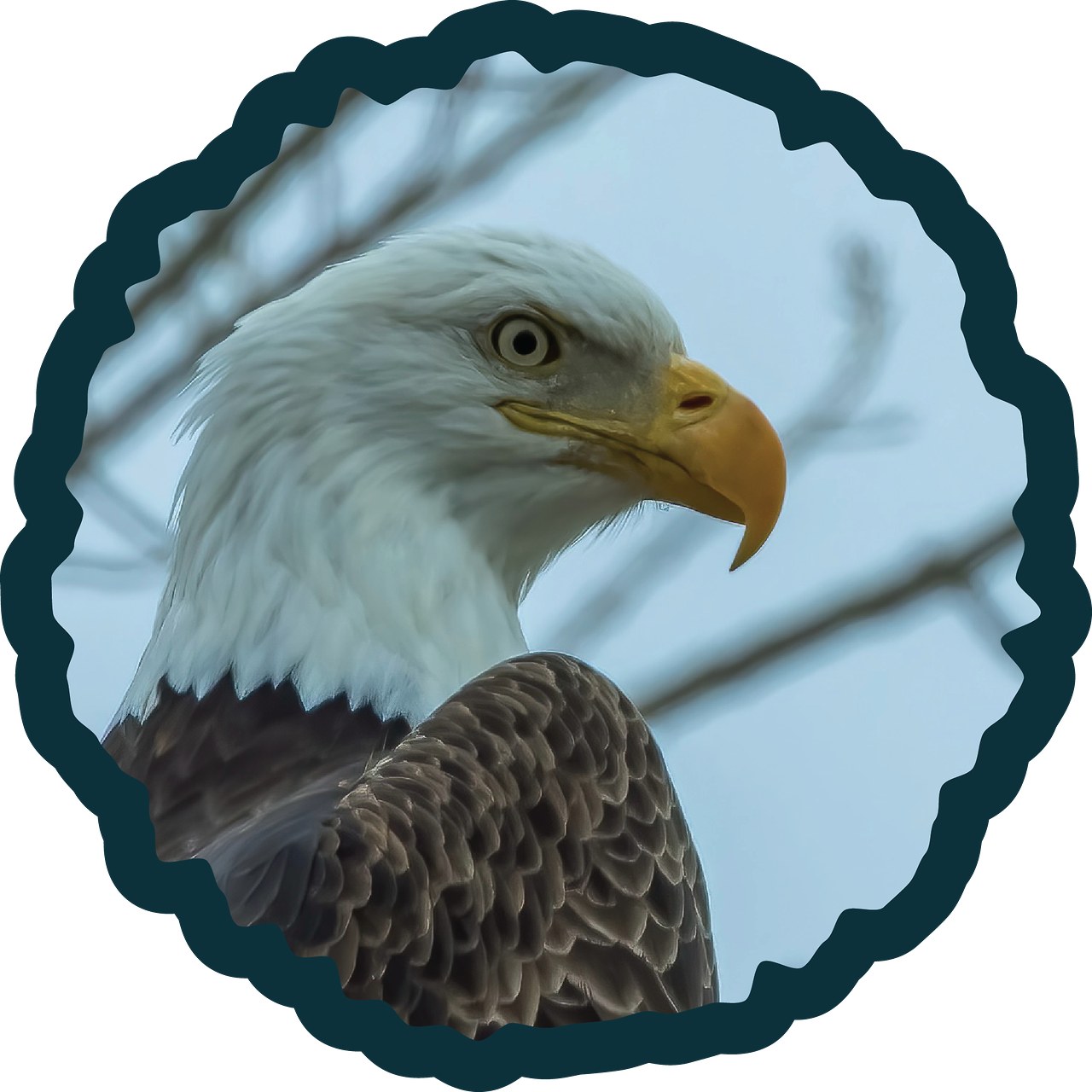 Bald Eagle badge.