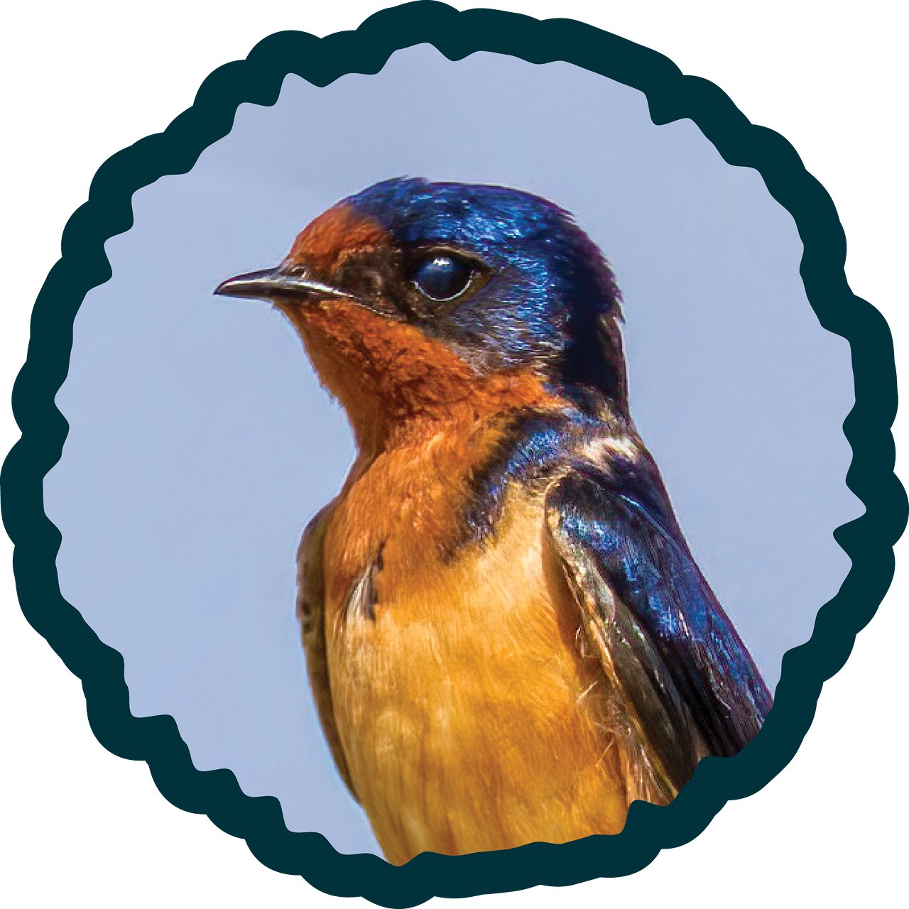 Barn Swallow badge.