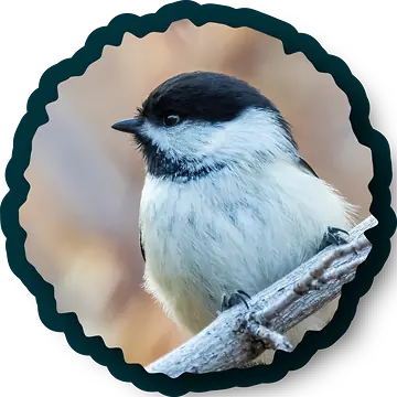 Black-capped Chickadee perched on a branch.