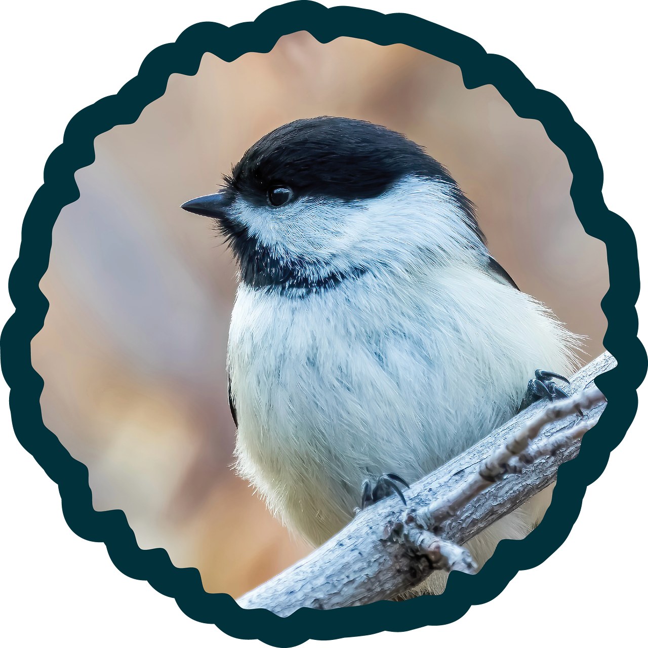 Black-capped Chickadee perched on a branch.