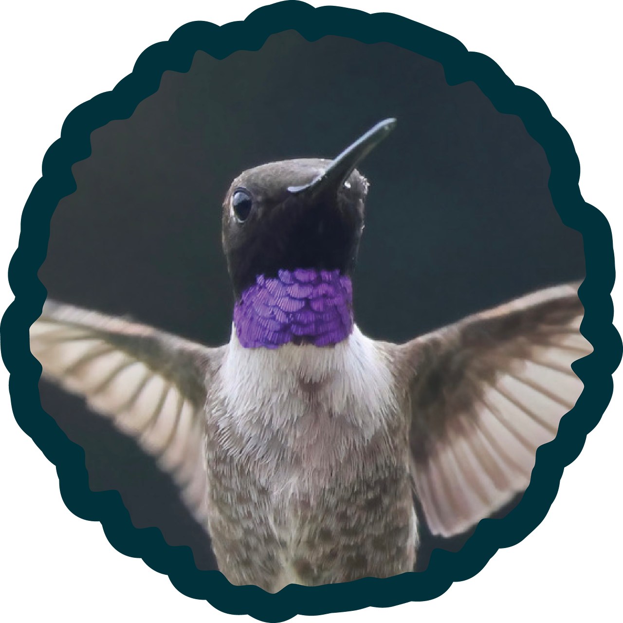 Black-chinned Hummingbird badge.
