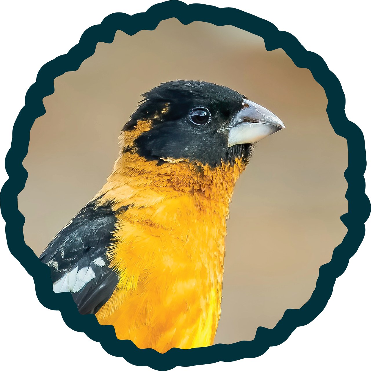 Black-headed Grosbeak badge.