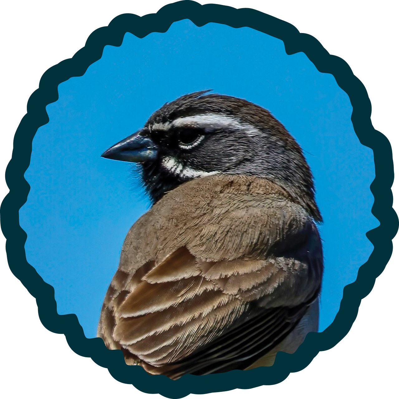 Black-throated Sparrow badge.