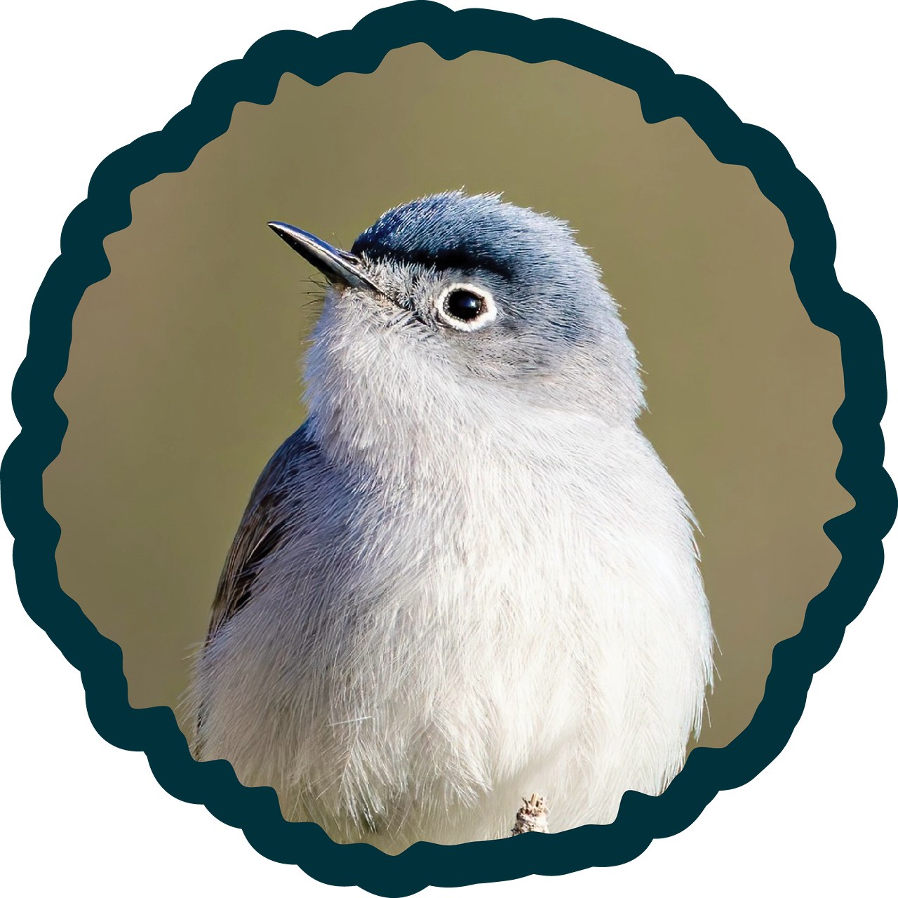 Blue-gray Gnatcatcher badge.