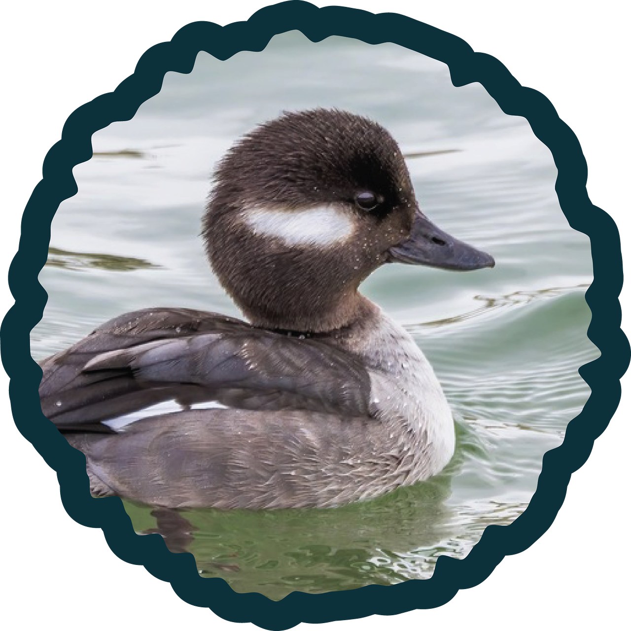 Bufflehead badge photo.