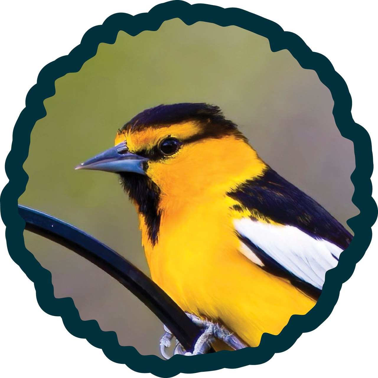 Bullock's Oriole badge.