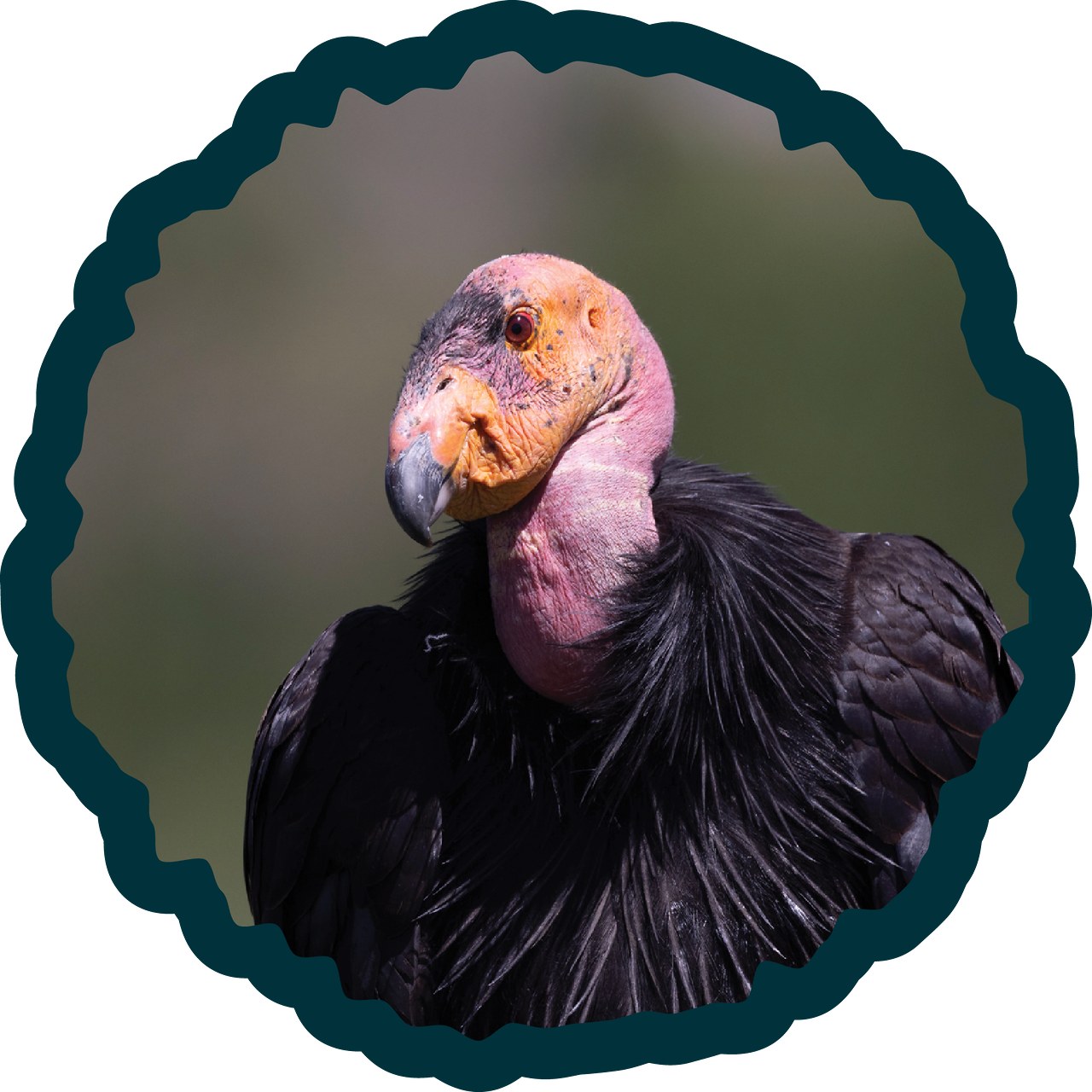 California Condor badge.