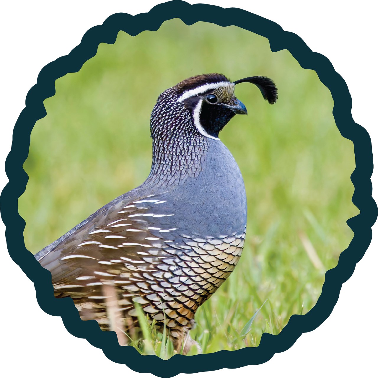 California Quail badge.