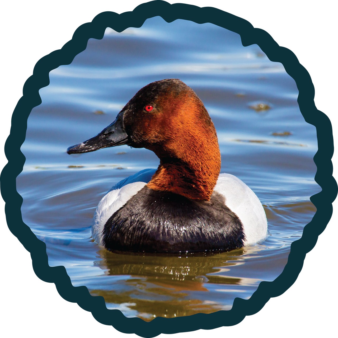 Canvasback diving duck badge.