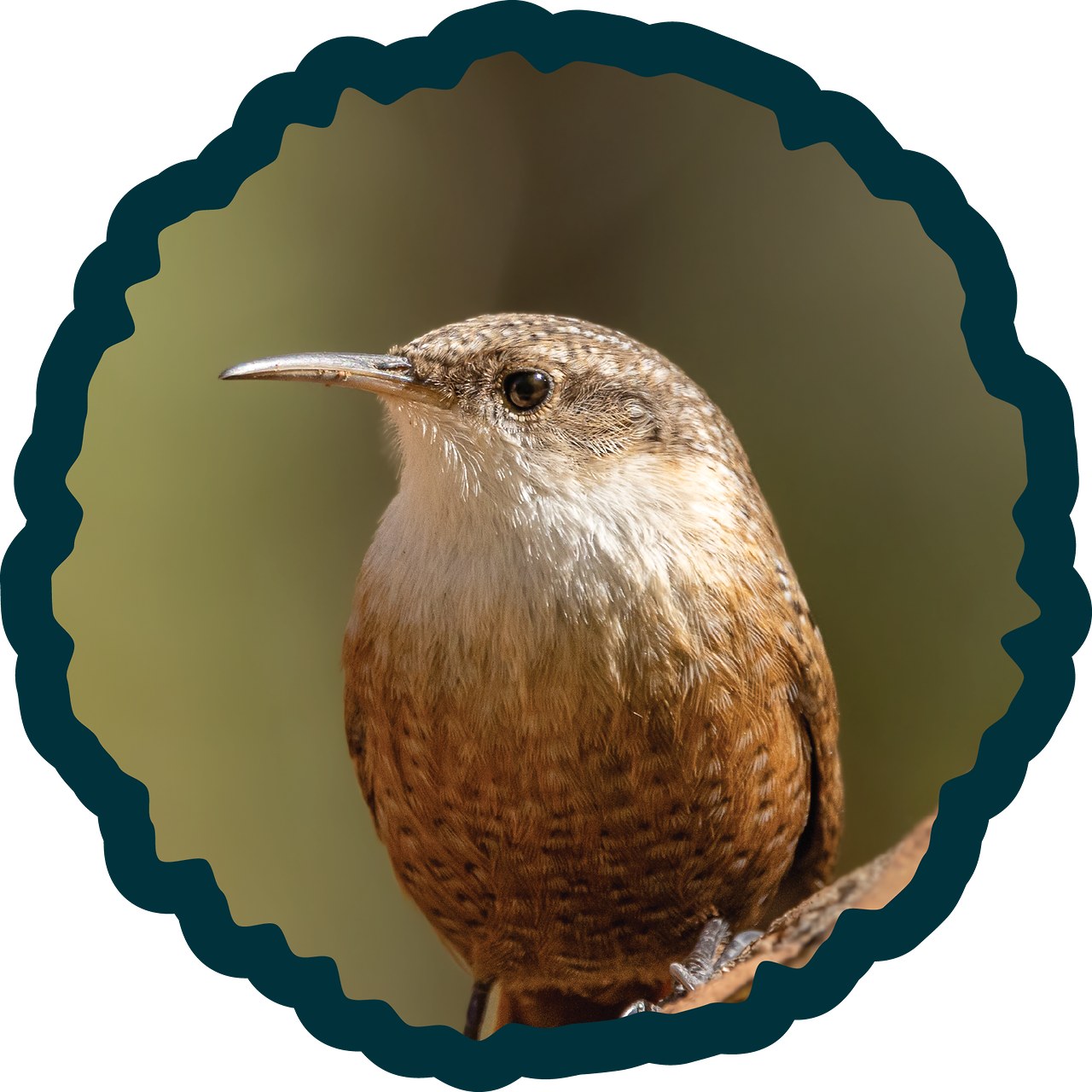 Canyon Wren badge.