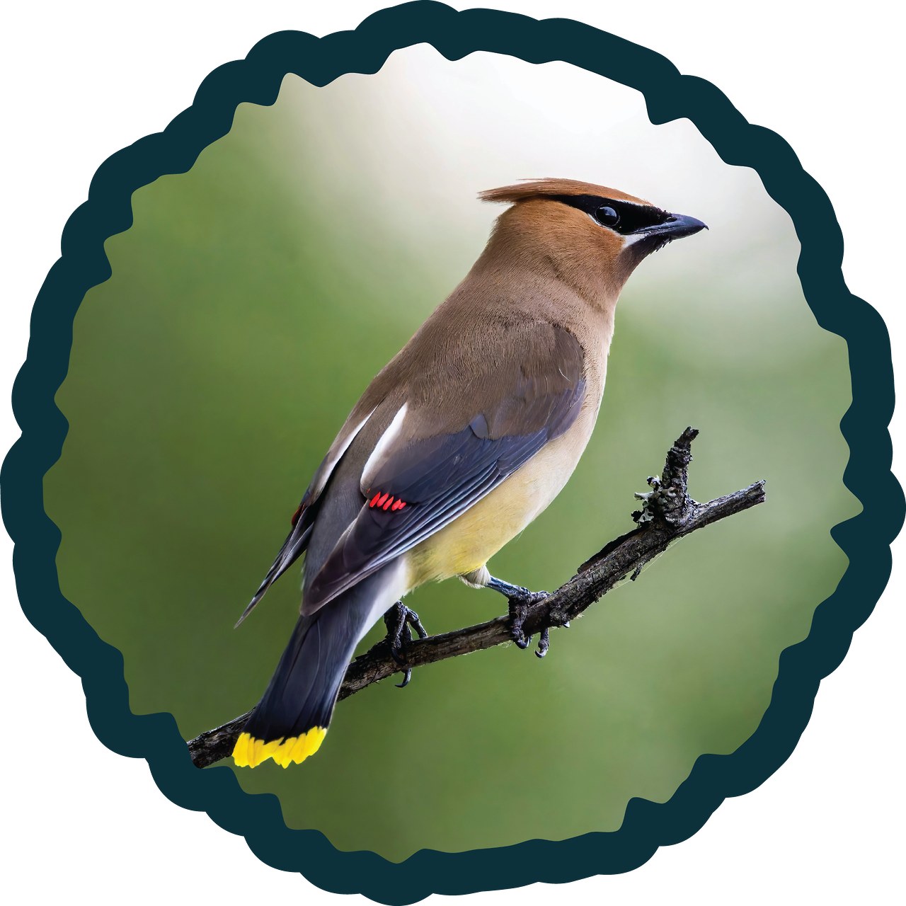 Cedar Waxwing badge.