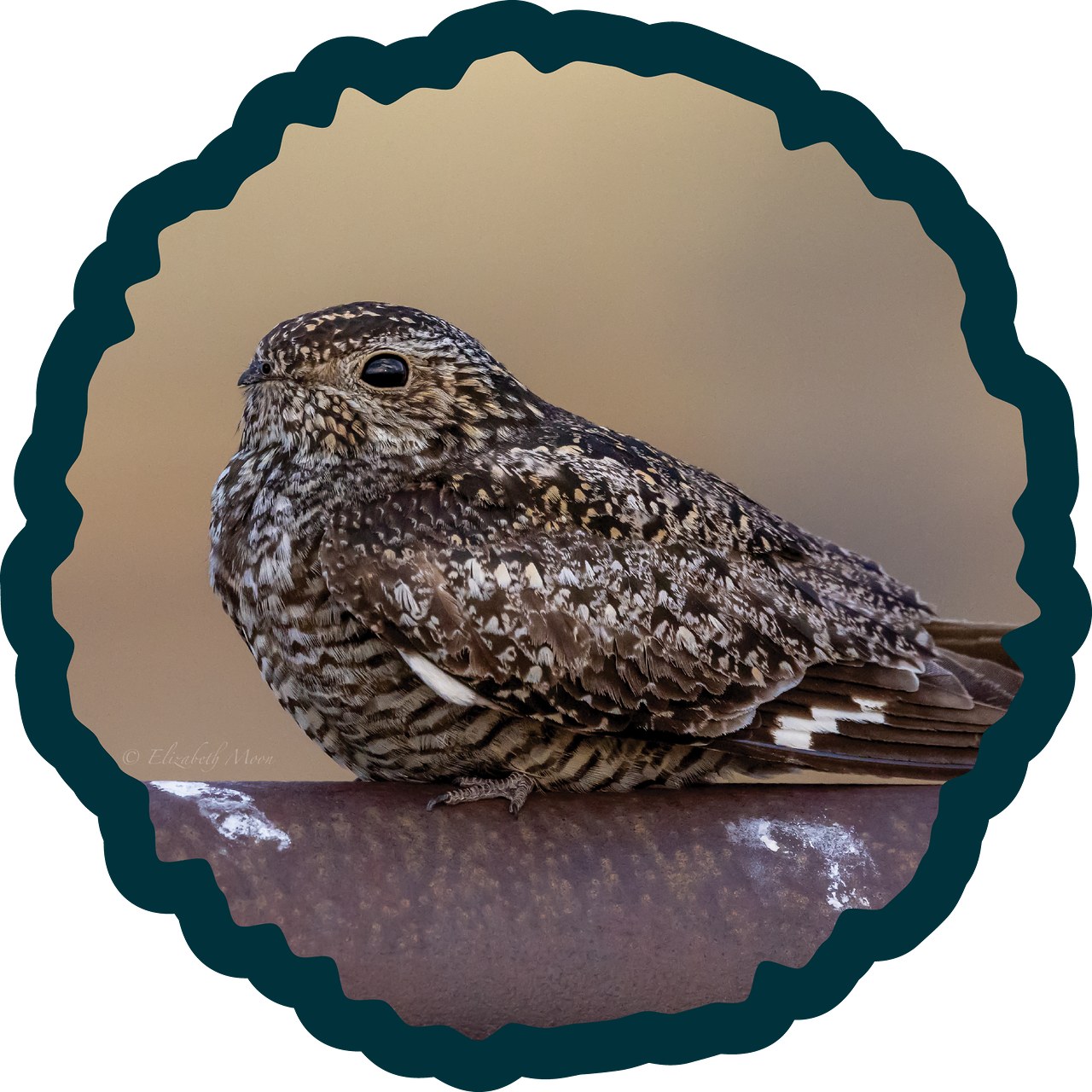 Common Nighthawk badge.
