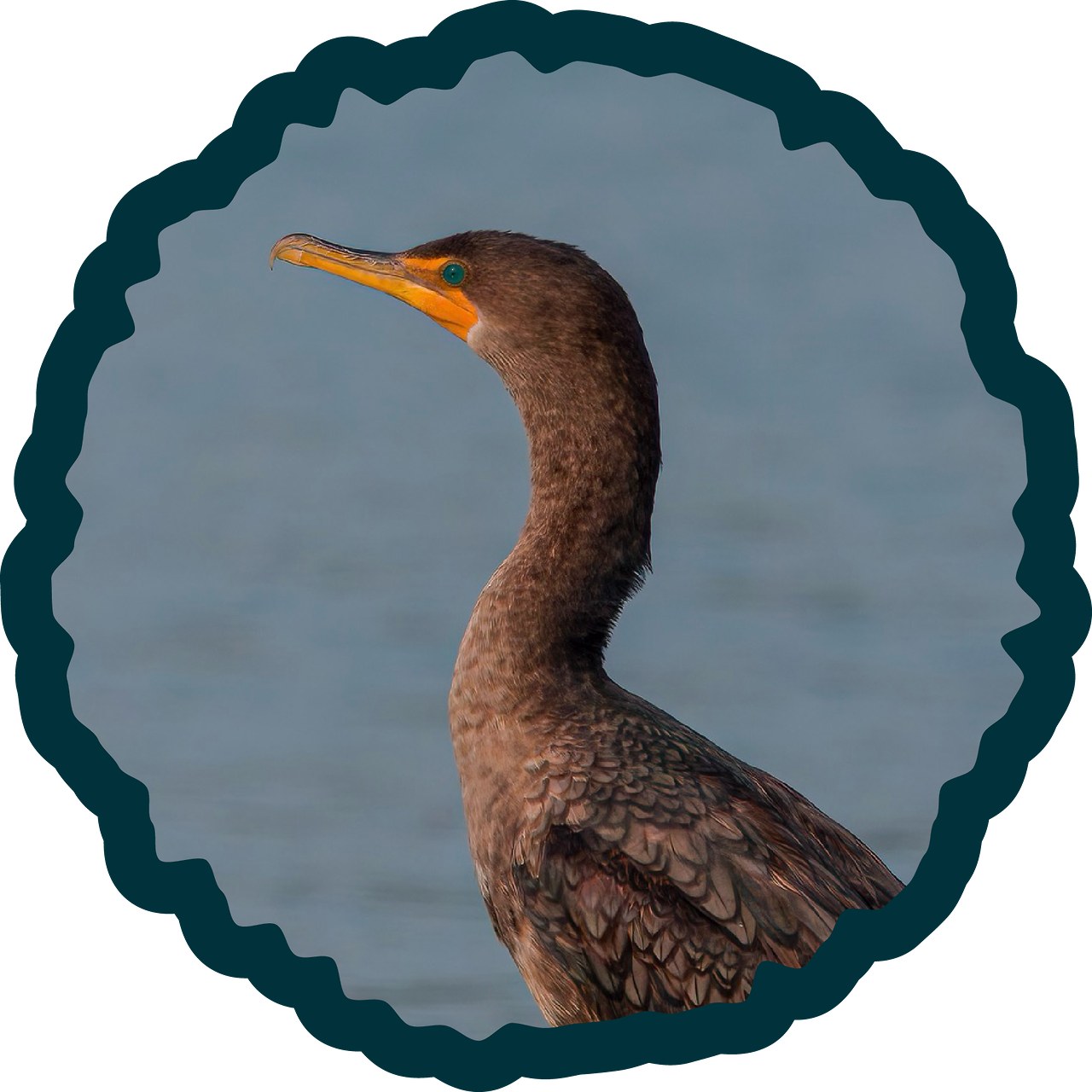 Double-crested Cormorant badge.
