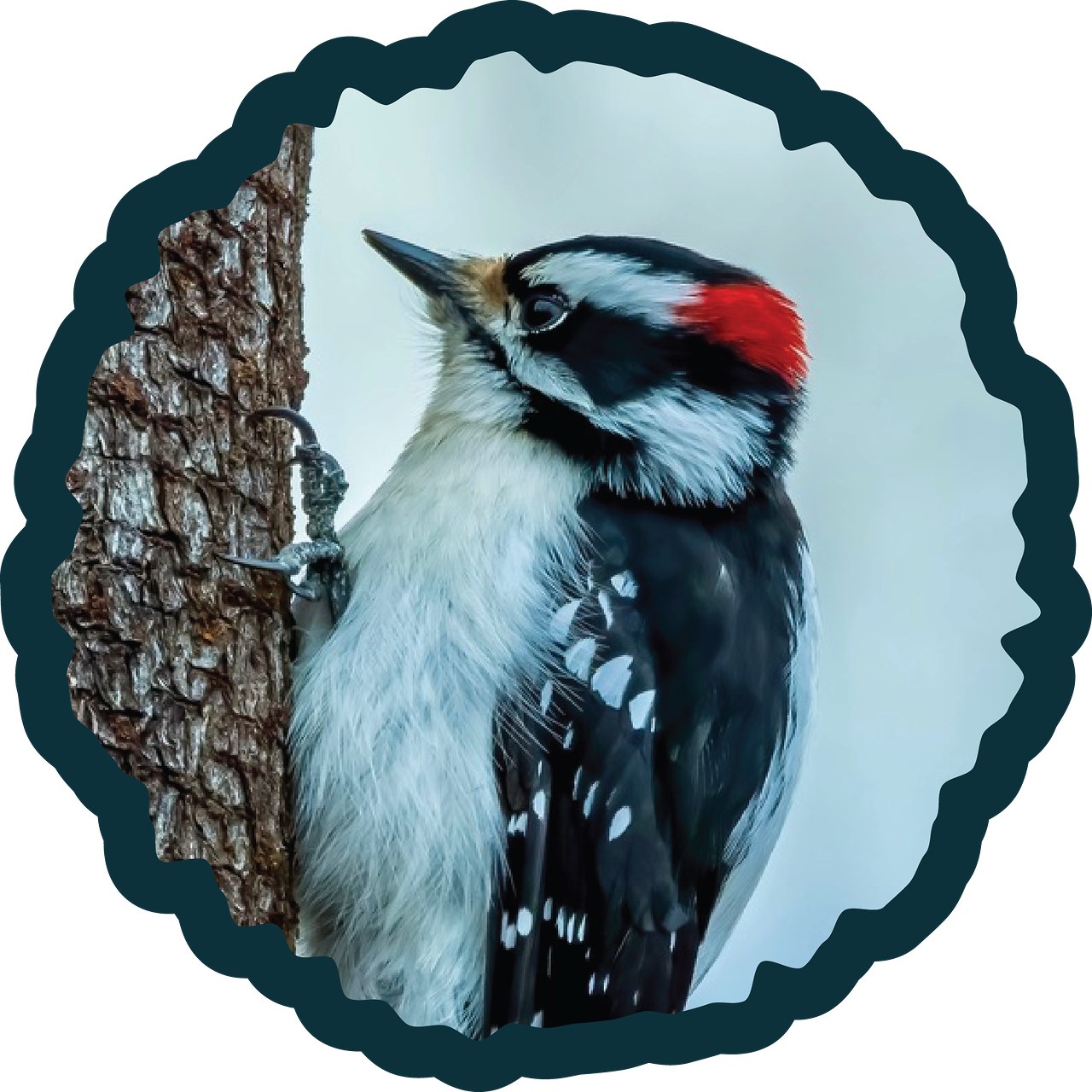 Downy Woodpecker badge.
