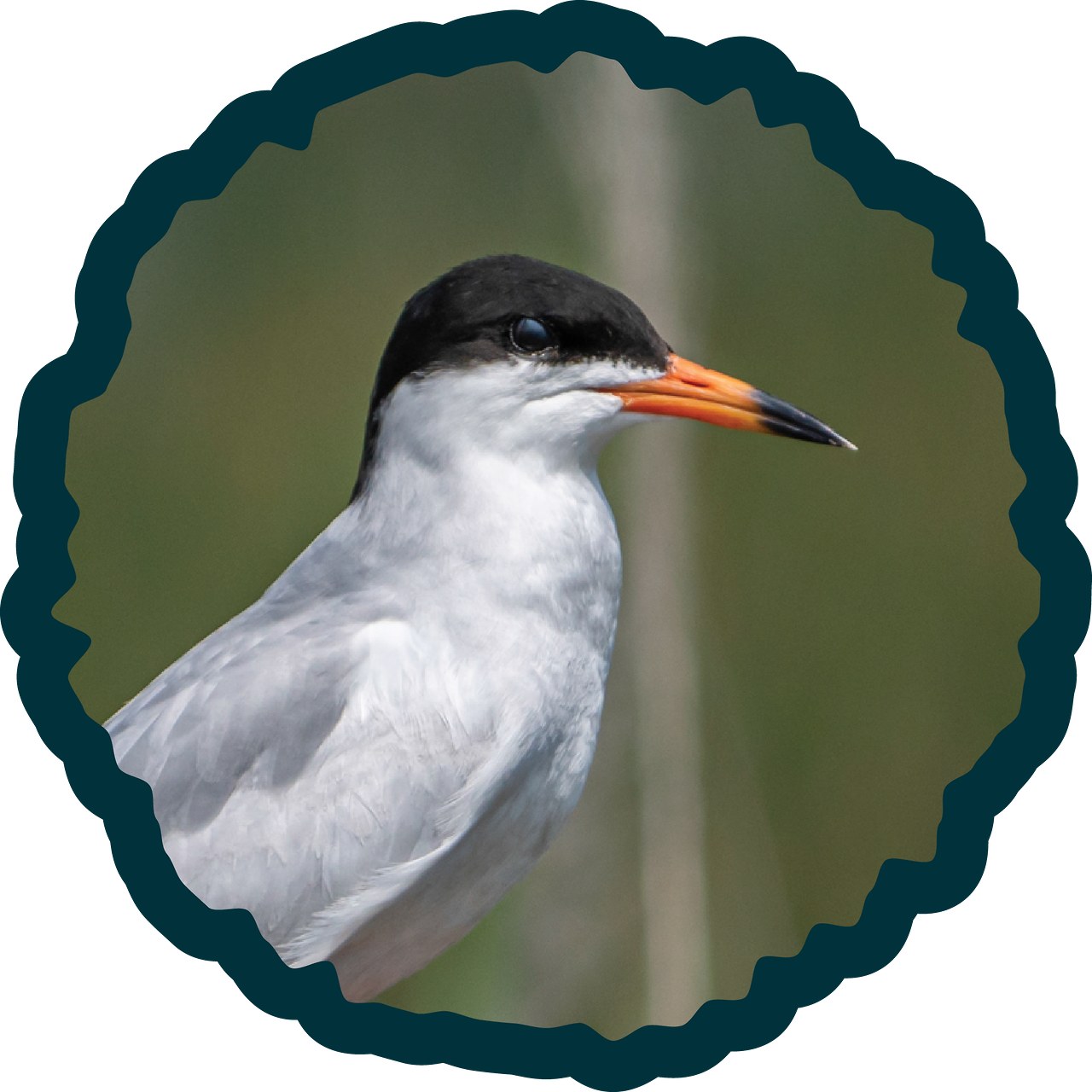 Forster’s Tern badge.