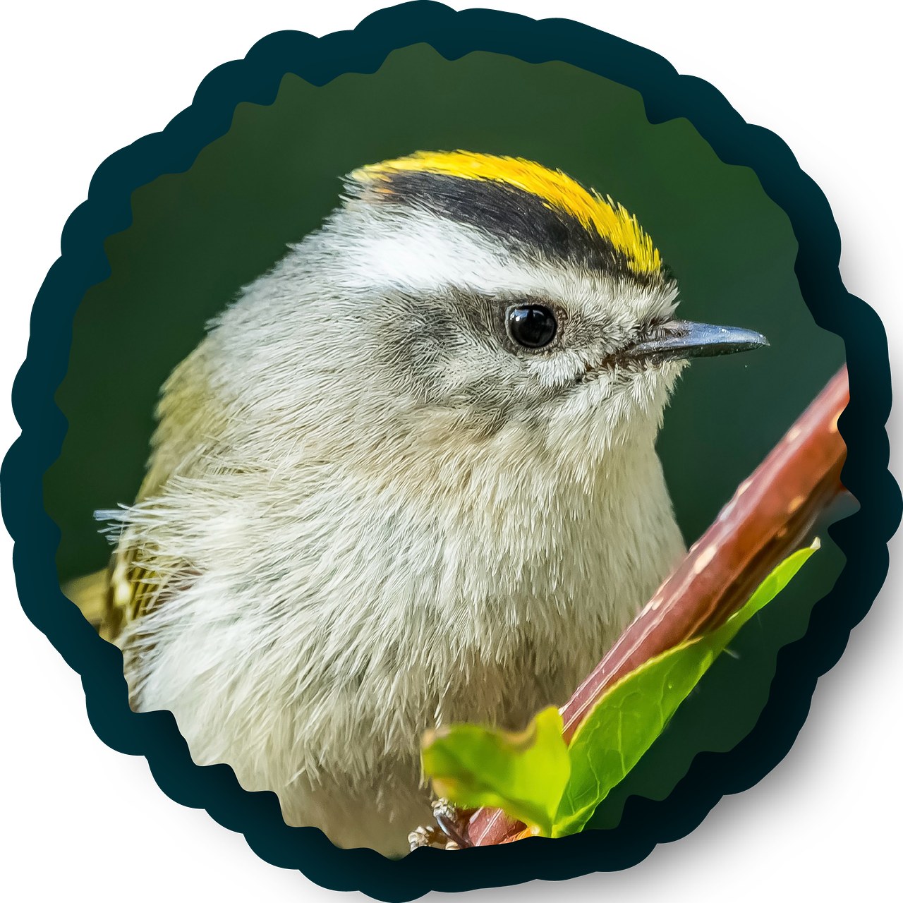 Golden-crowned Kinglet badge.