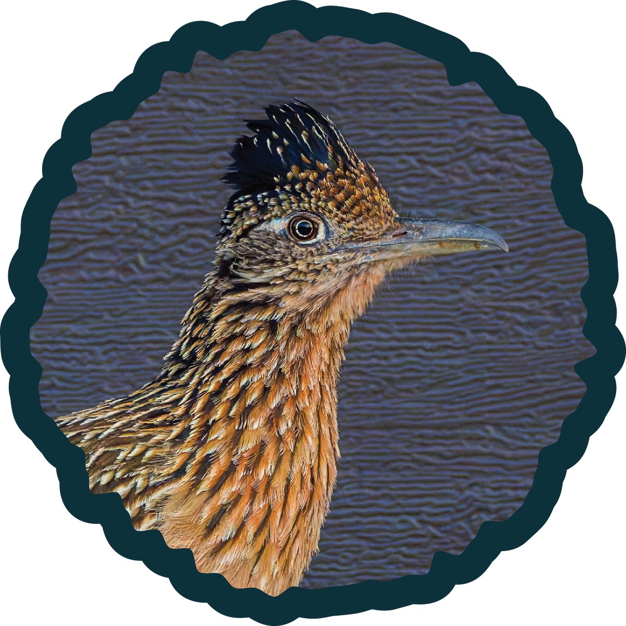 Greater Roadrunner badge.