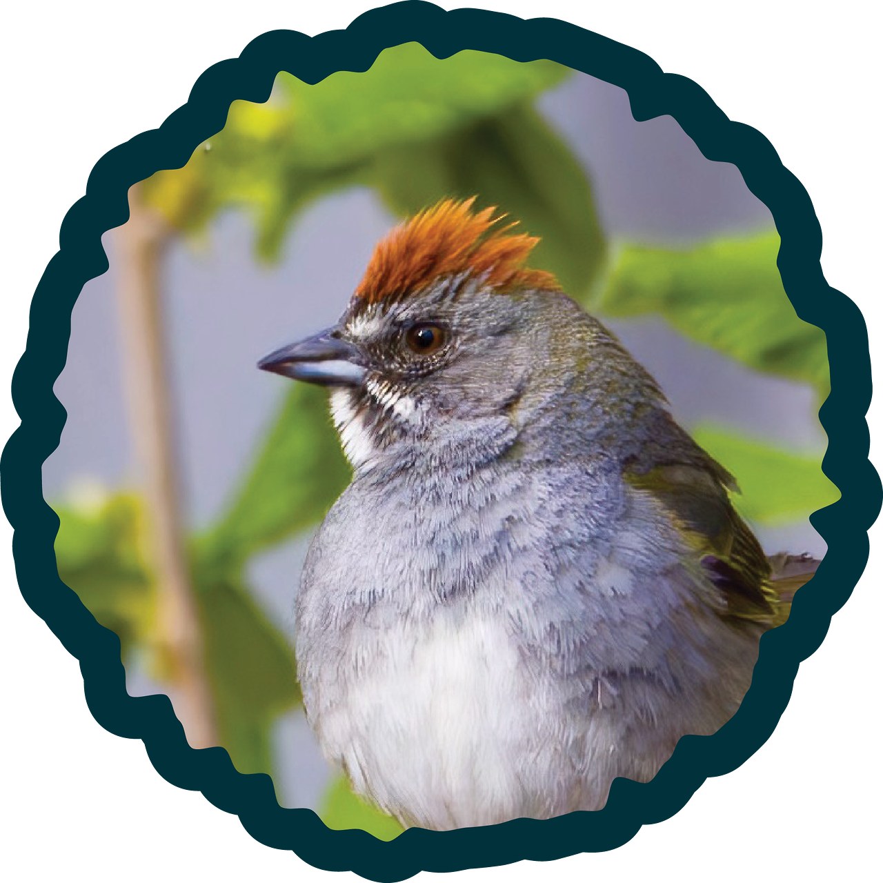 Green-tailed Towhee badge.