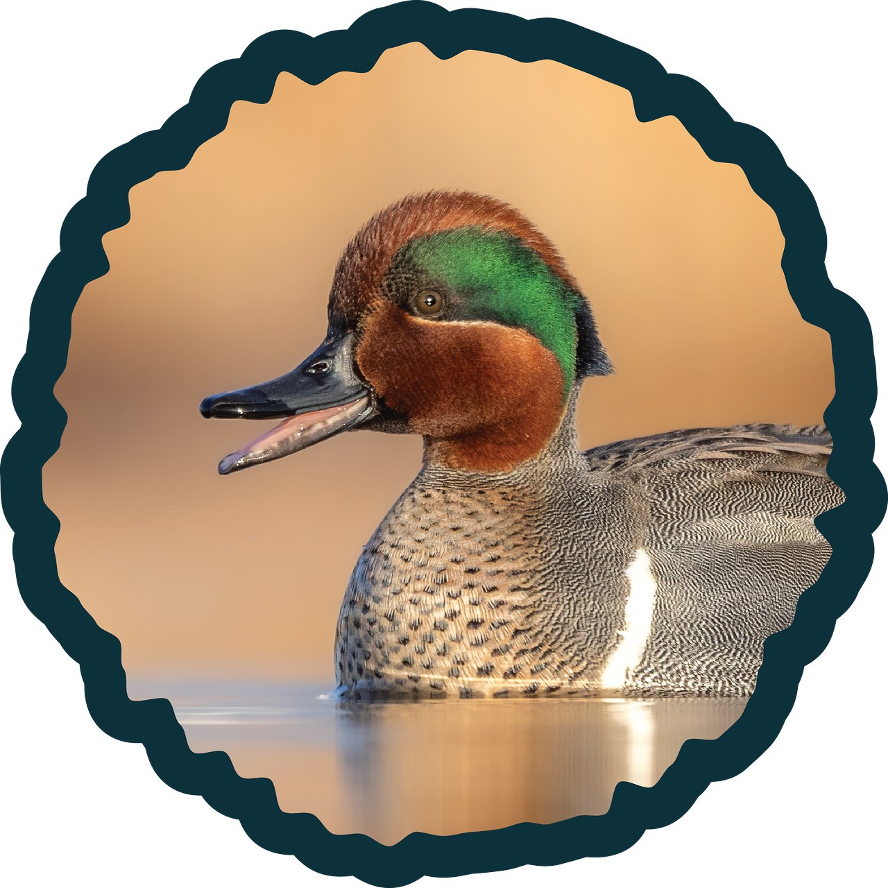 Green-winged Teal badge illustration.