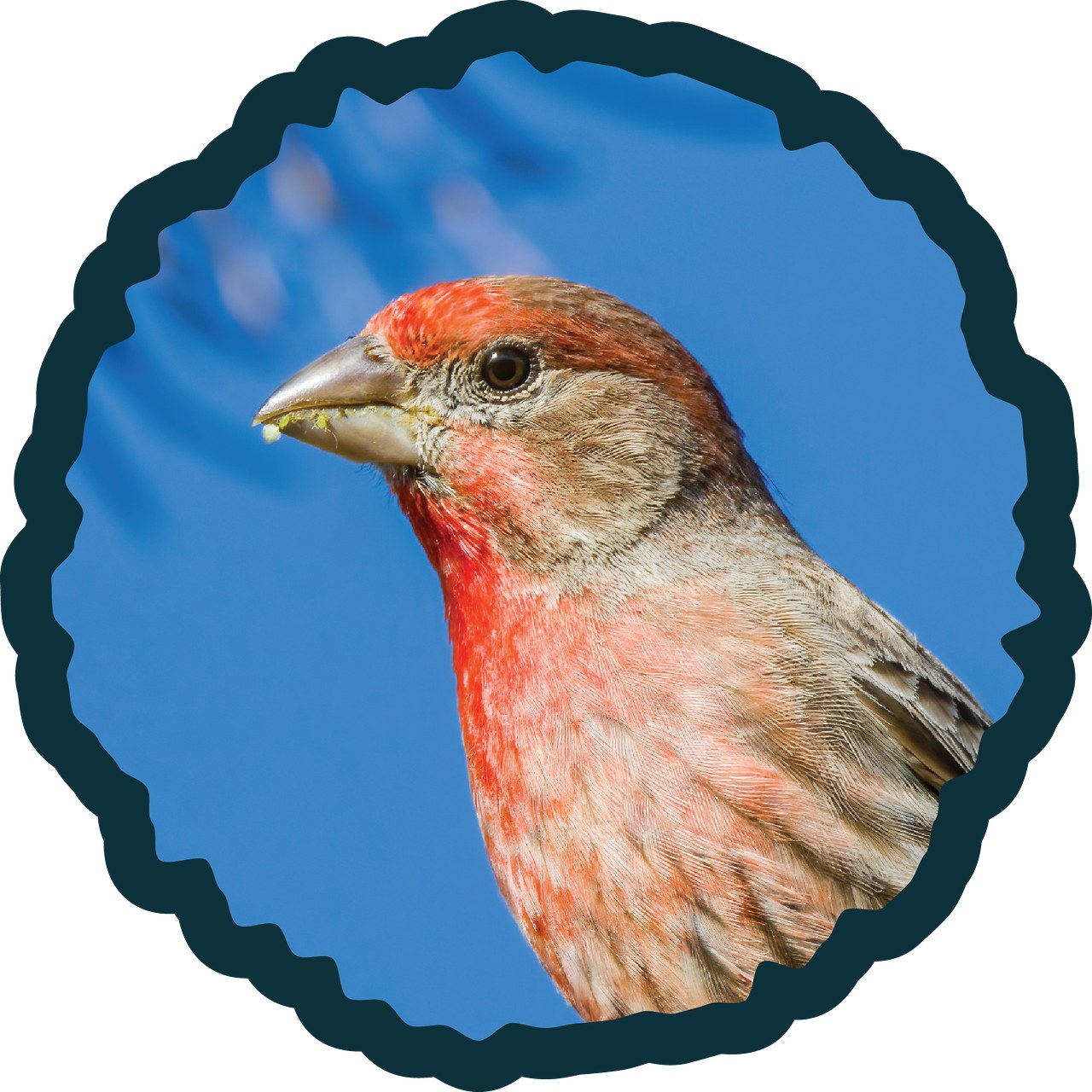 House Finch perched on a branch.
