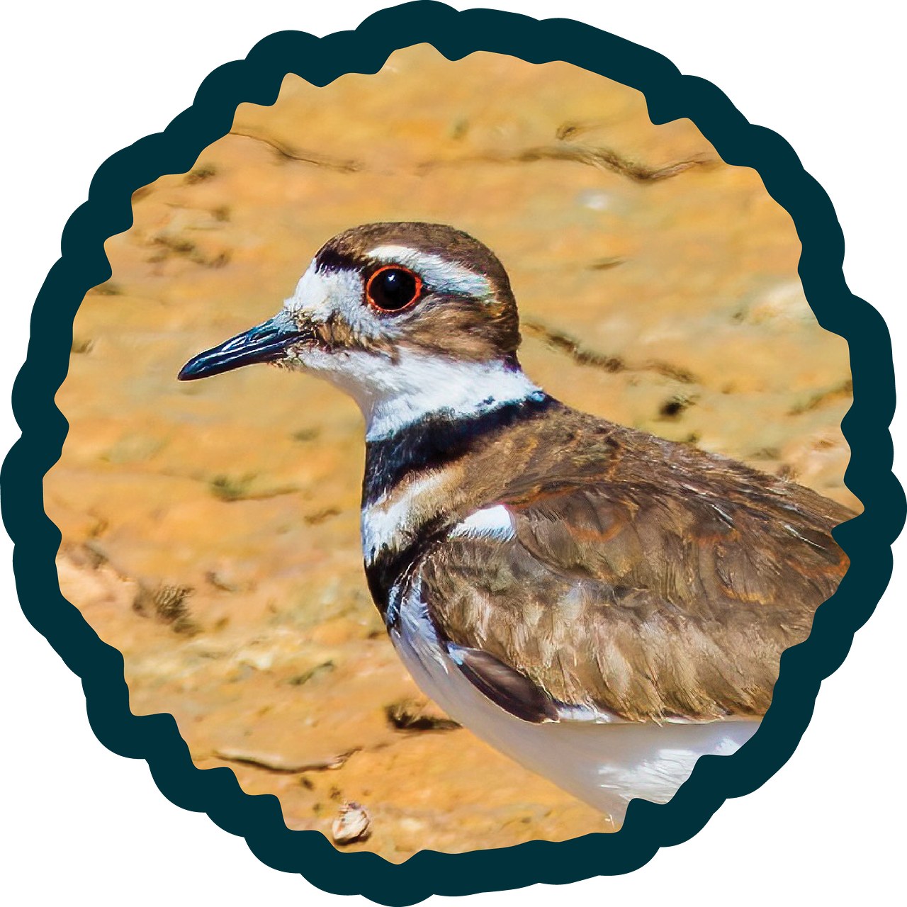 Killdeer badge.