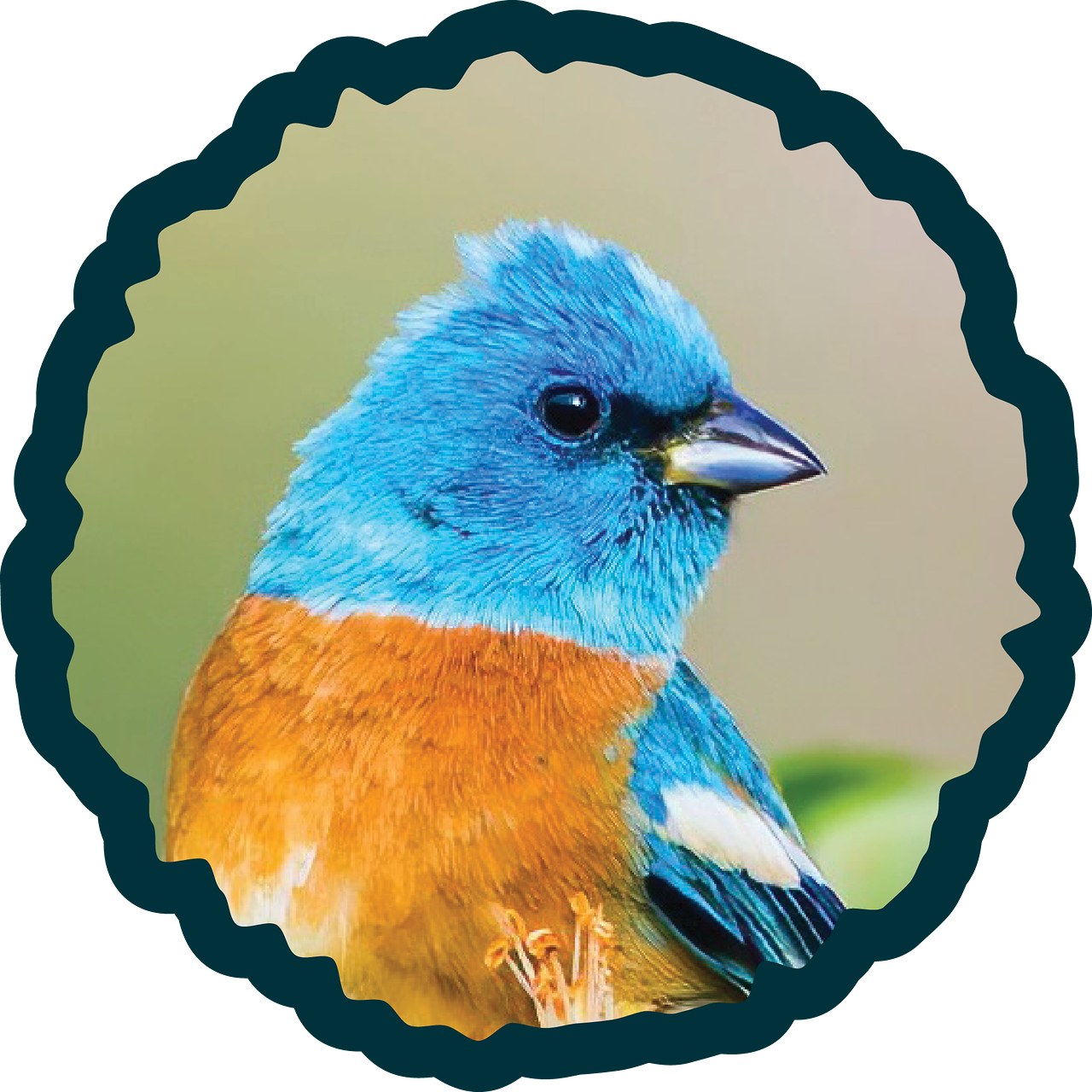 Lazuli Bunting badge.