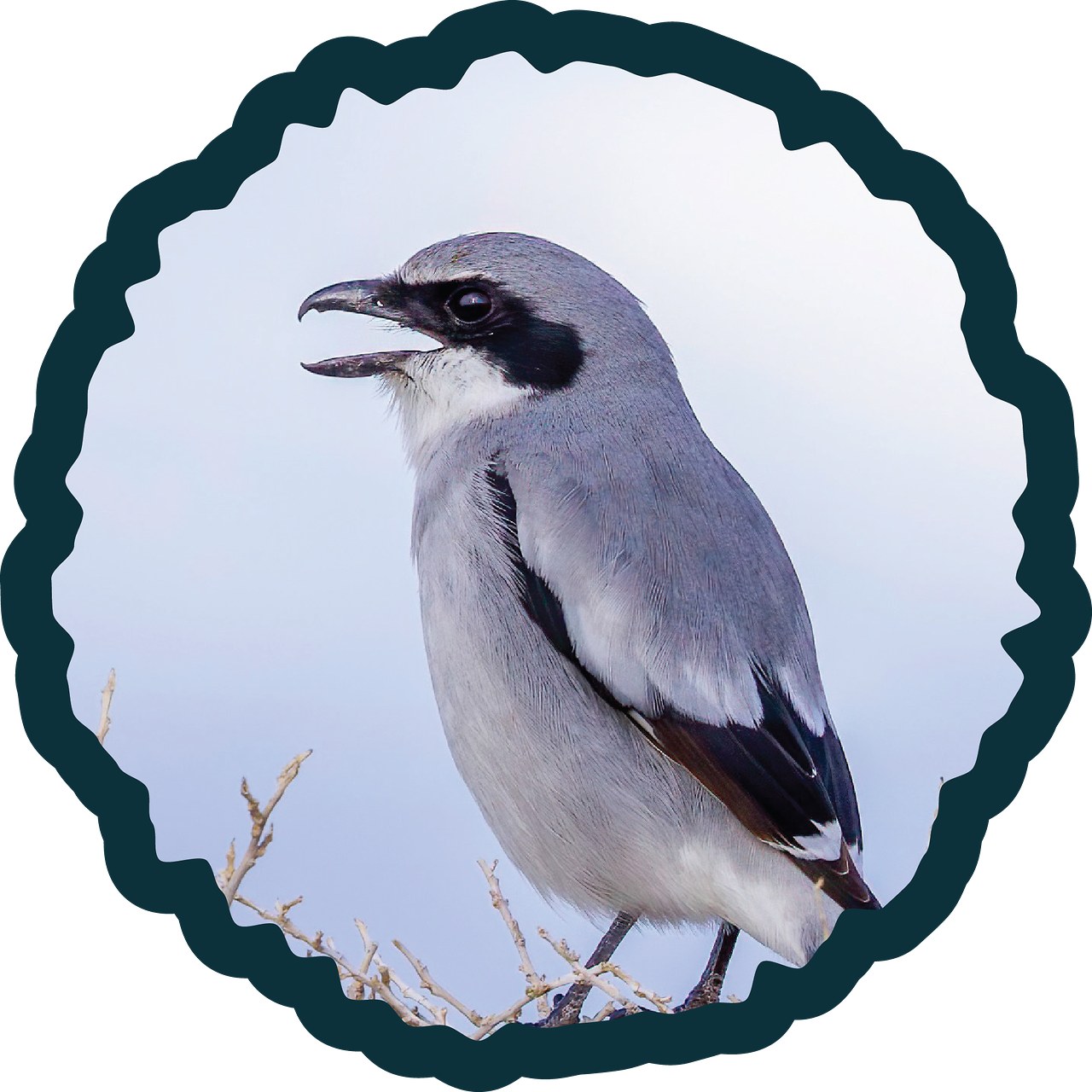 Loggerhead Shrike perched alertly on an exposed branch.
