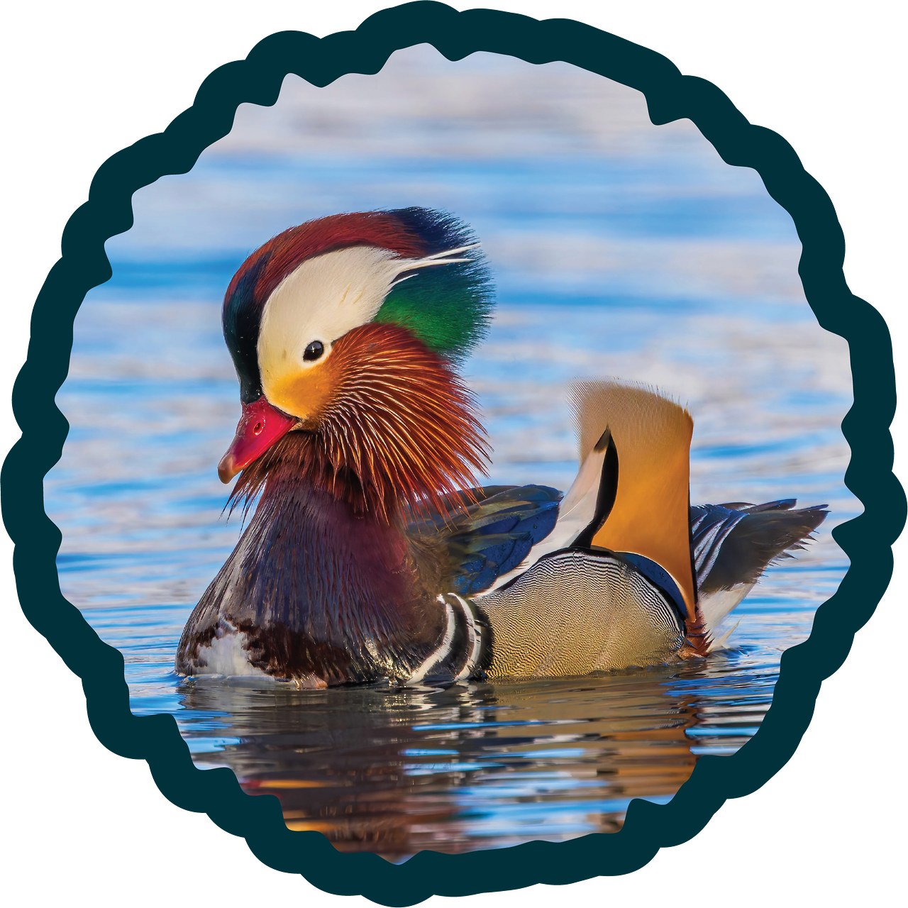 A colorful Mandarin Duck swimming in Spring Lake, UT, USA