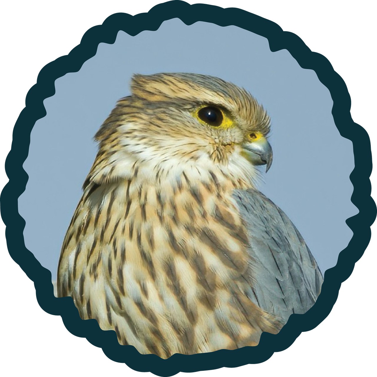 Merlin falcon badge photo.