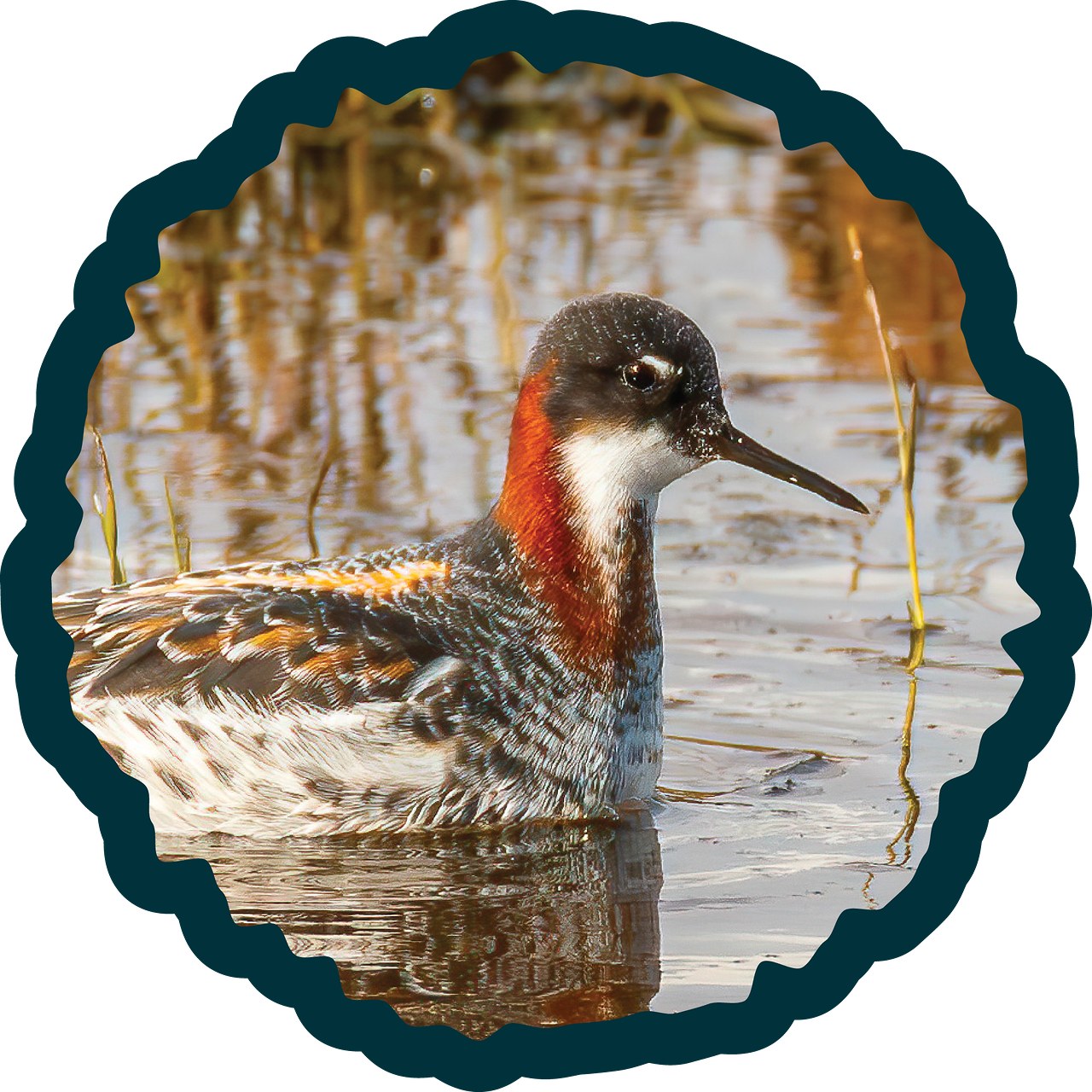 Red-necked Phalarope badge.