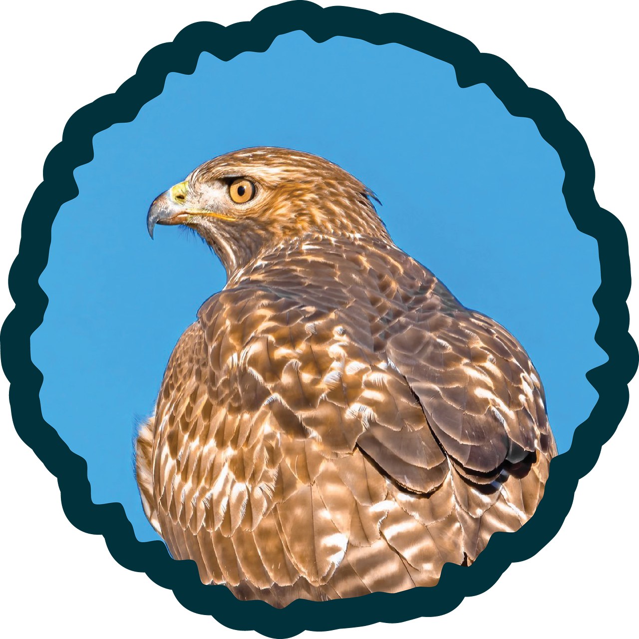 Red-tailed Hawk badge.