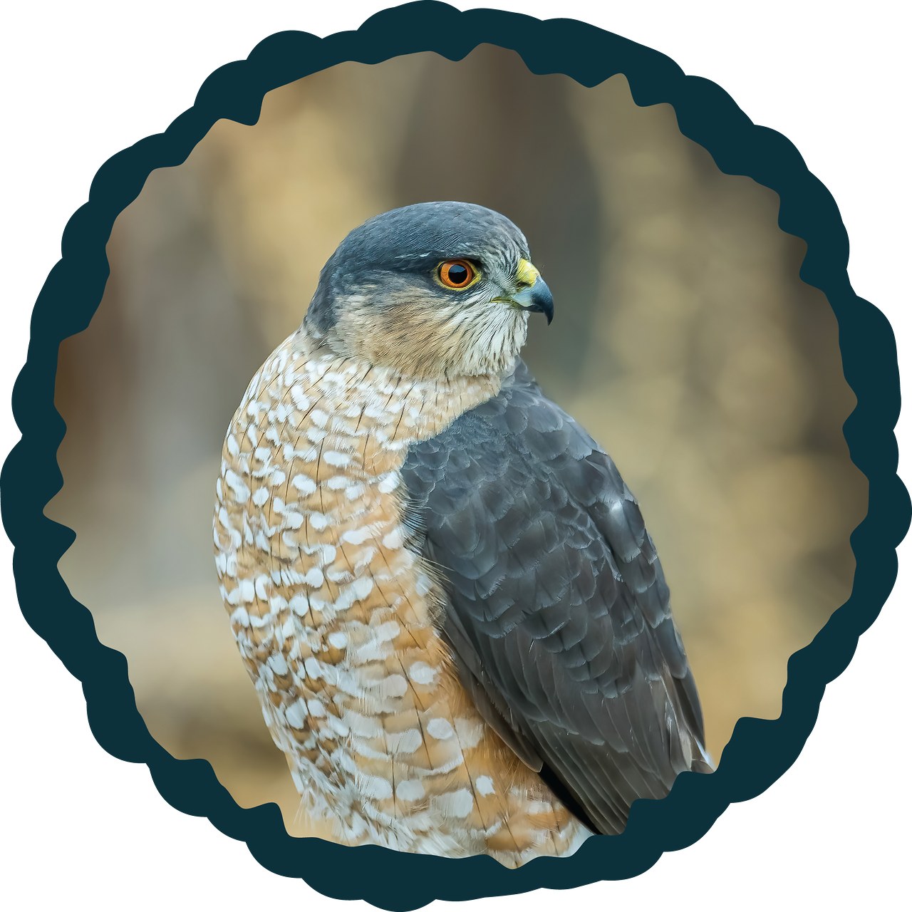 Sharp-shinned Hawk badge illustration.
