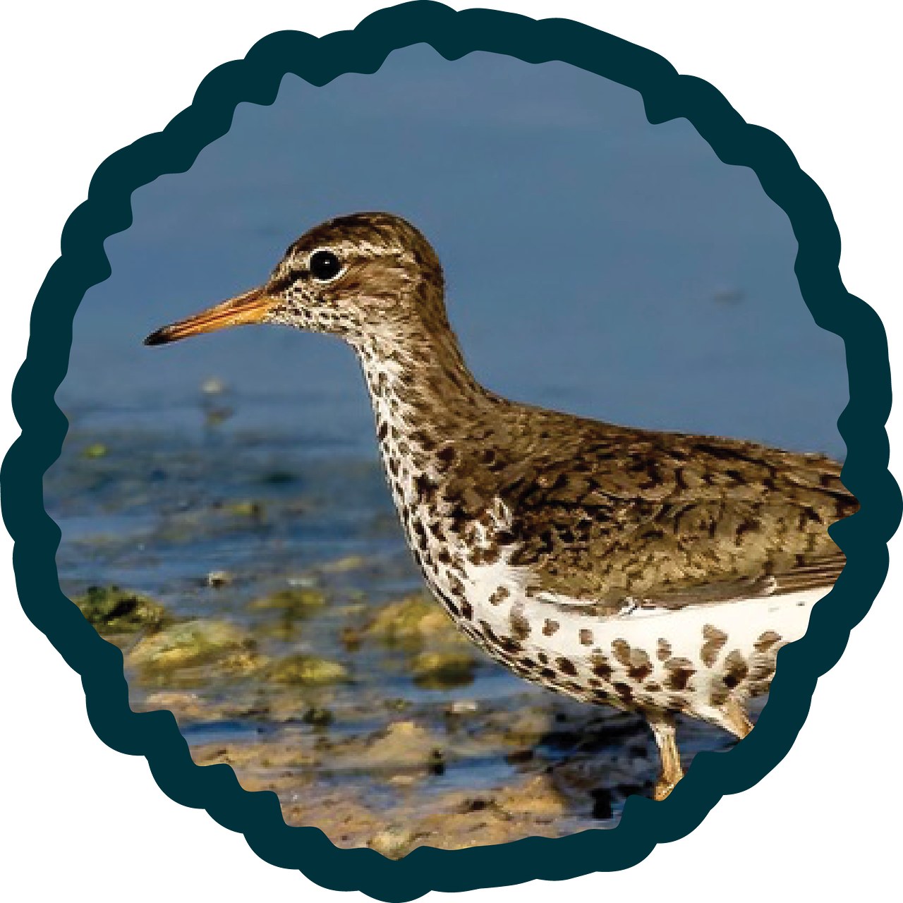 Spotted Sandpiper badge.
