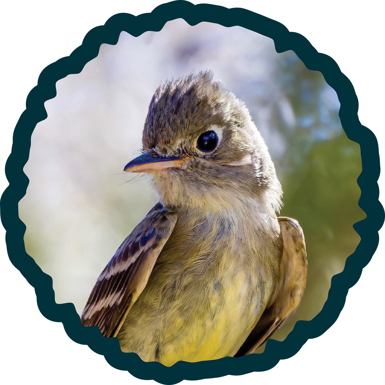 Western Flycatcher badge.