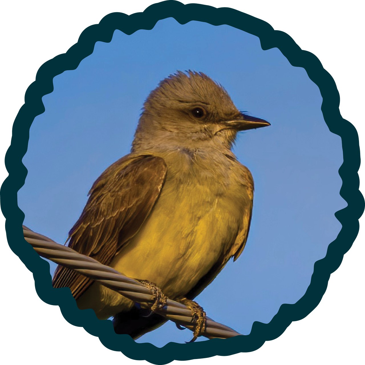 Western Kingbird badge.