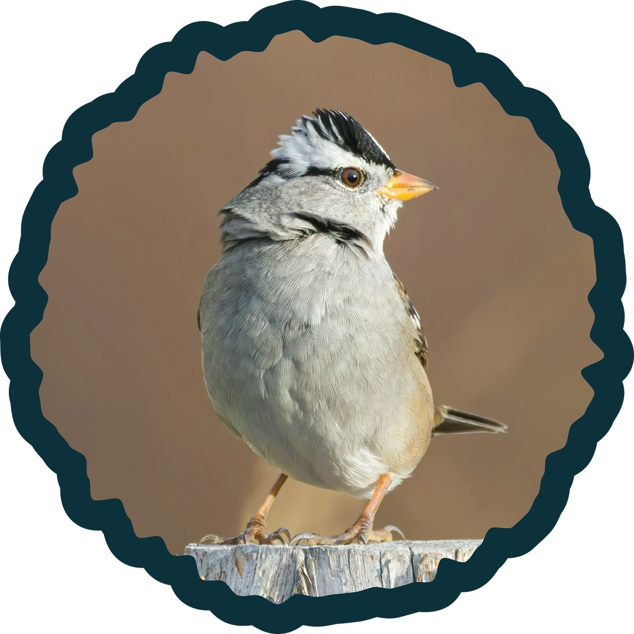 White-crowned Sparrow badge.