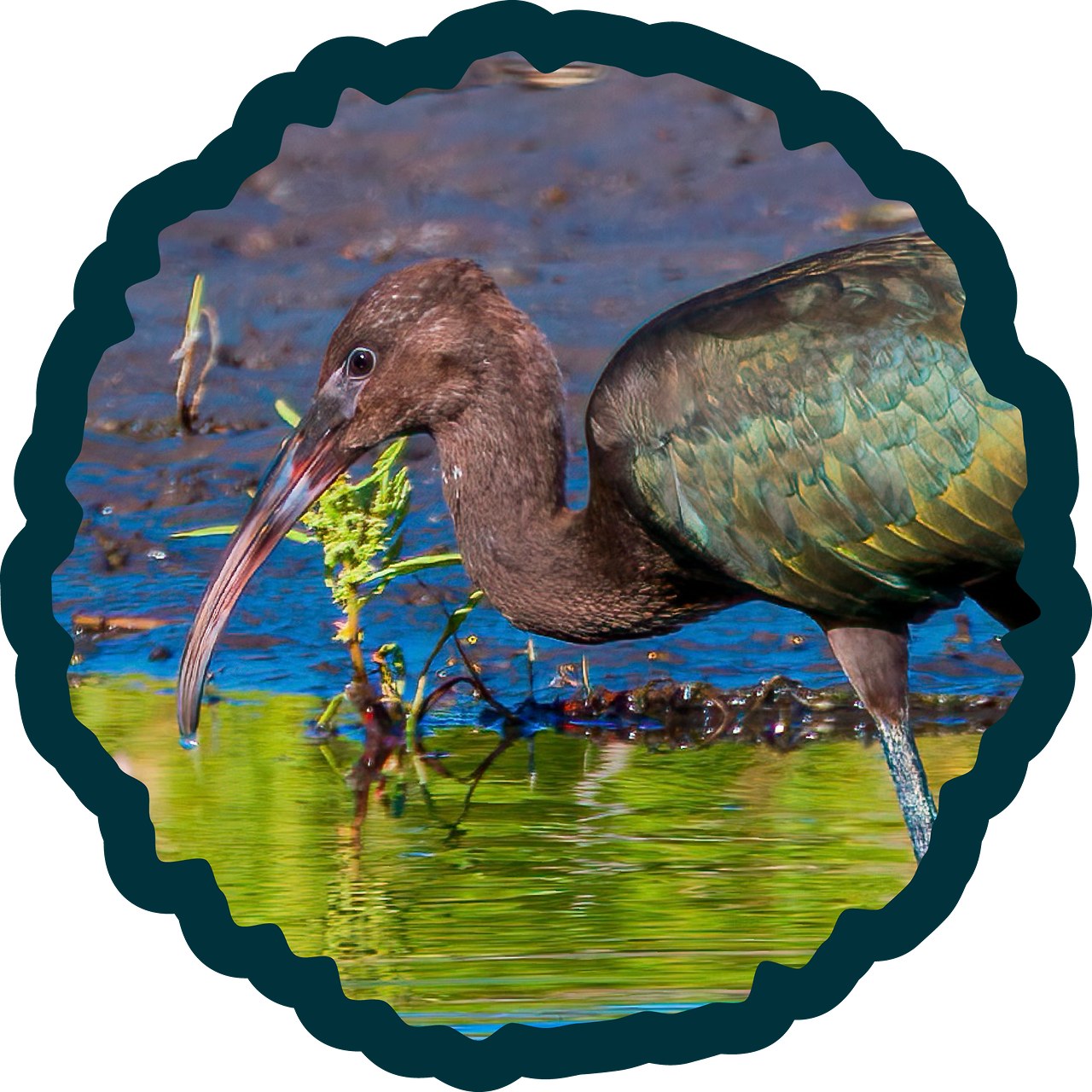 White-faced Ibis badge.