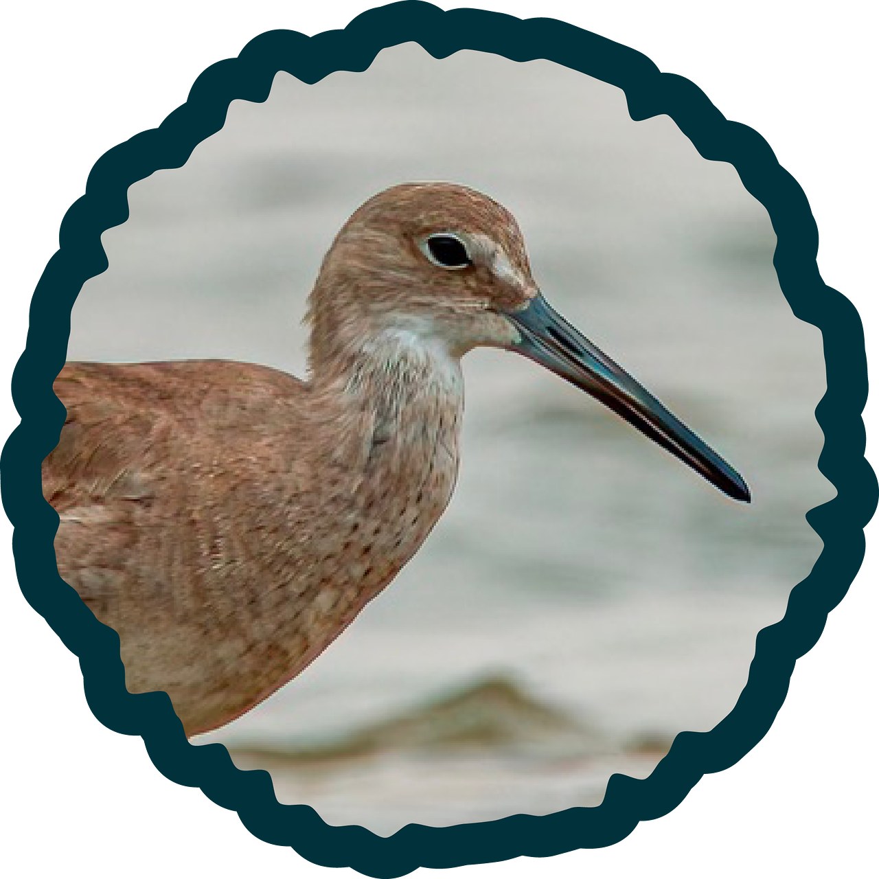 Willet badge.