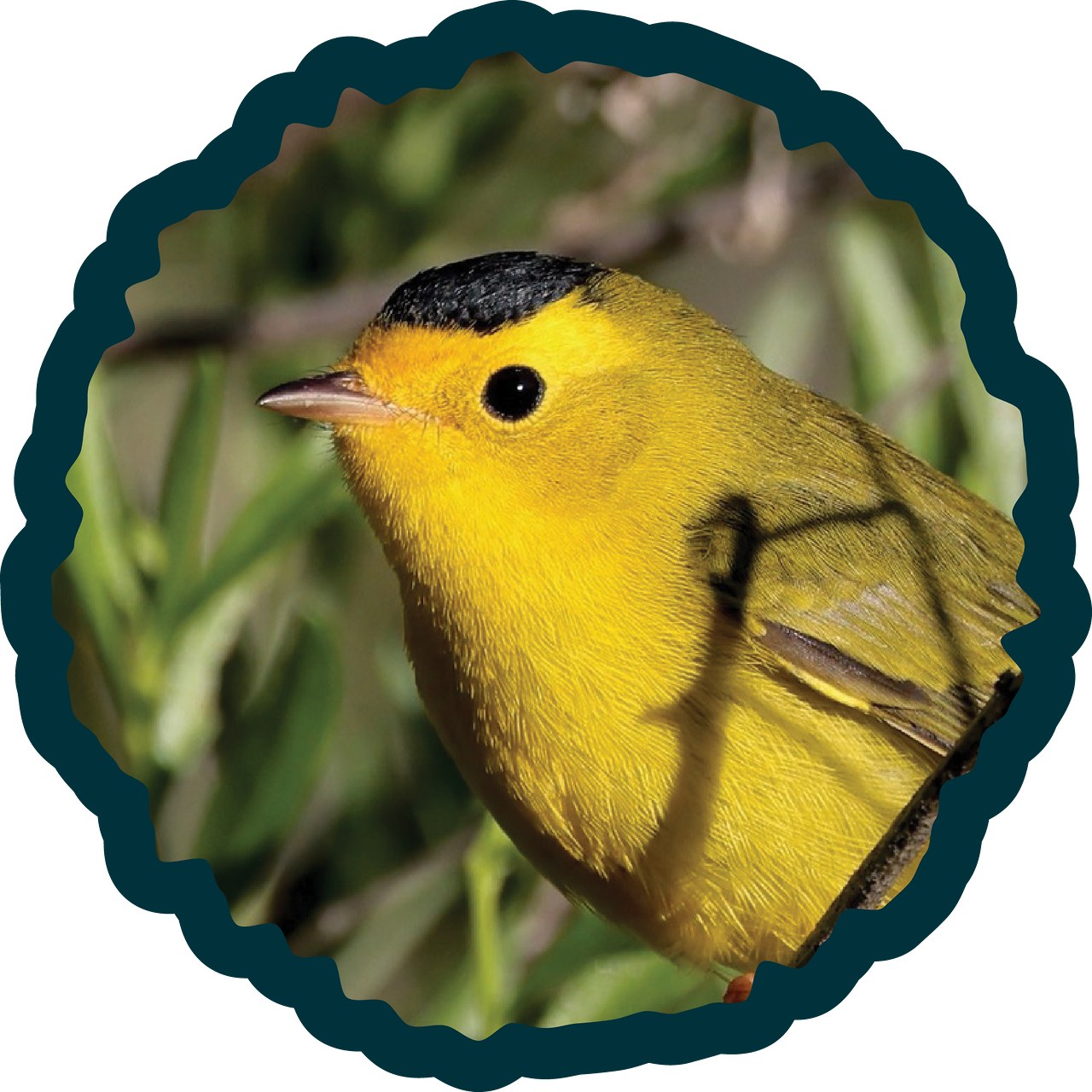 Wilson's Warbler badge.