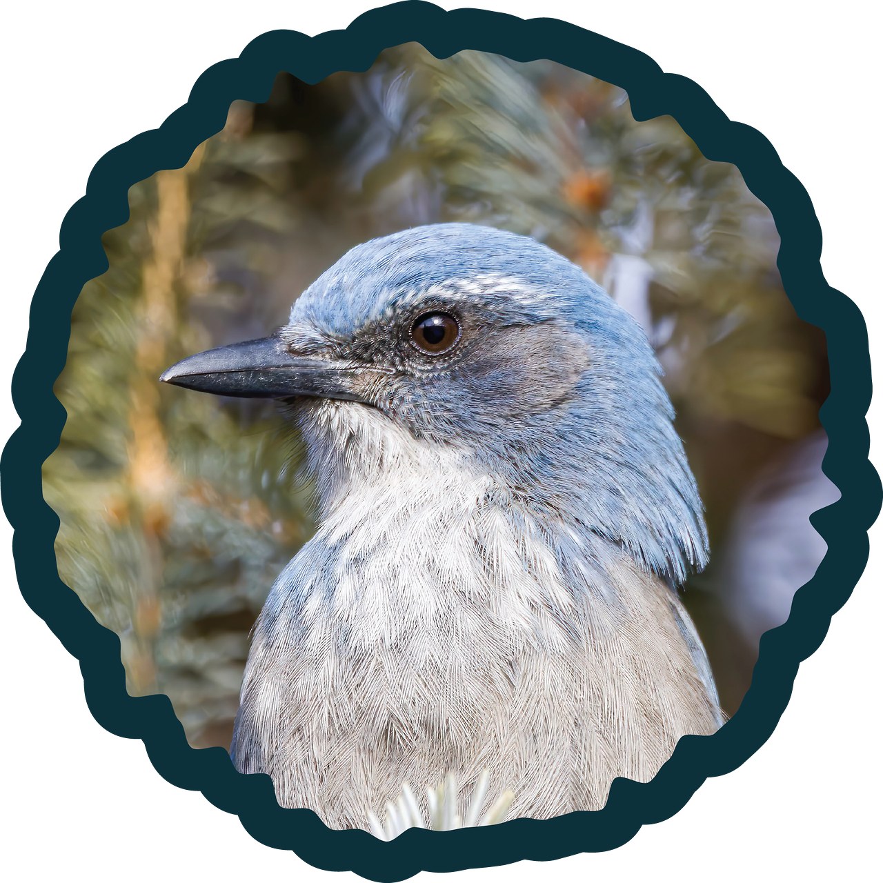 Woodhouse’s Scrub-Jay badge photo.