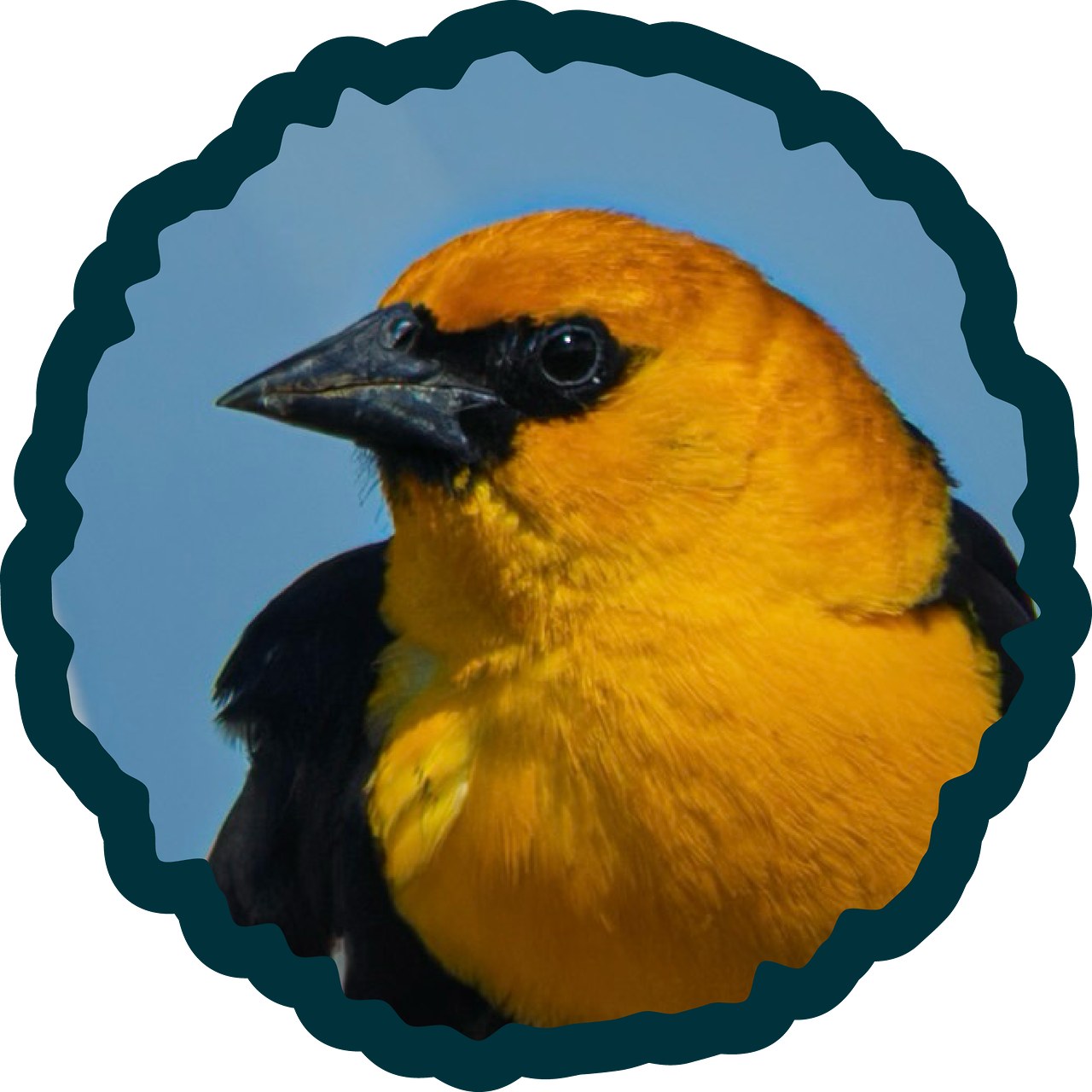 Yellow-headed Blackbird badge.