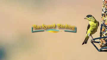 A lesser goldfinch seen feeding on a birdseed log in a backyard