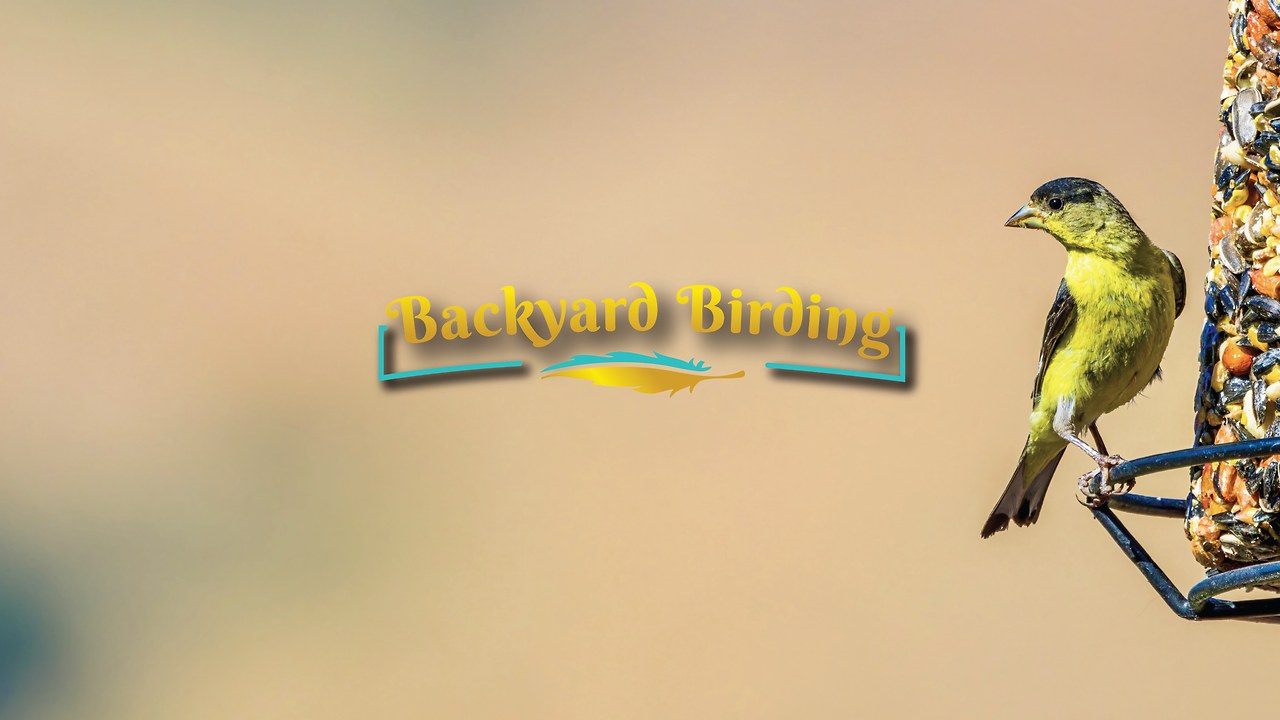 A lesser goldfinch seen feeding on a birdseed log in a backyard