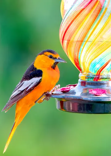 Bullock's Oriole feeding at a backyard nectar feeder
