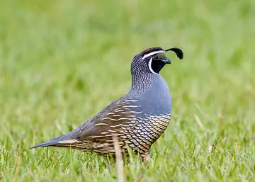 California Quail family moving together across a backyard