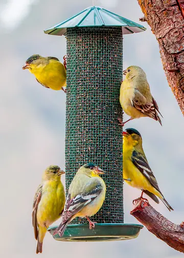 Group of goldfinches feeding together on a nyjer feeder